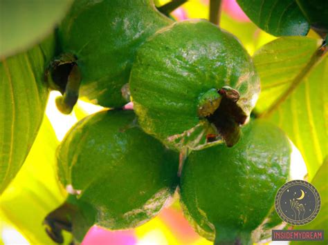 The Profound Significance of Guava in One's Dreams