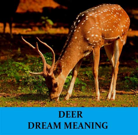 The Psychological Analysis of Experiencing a Deer's Bite in Dreams