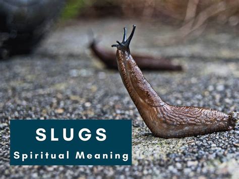 The Psychological Connotations of Dreaming about Consuming Slugs