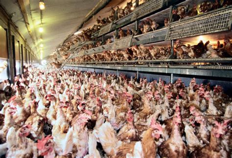 The Psychological Impact: Unlocking the Mental Well-being Challenges Faced by Confined Poultry