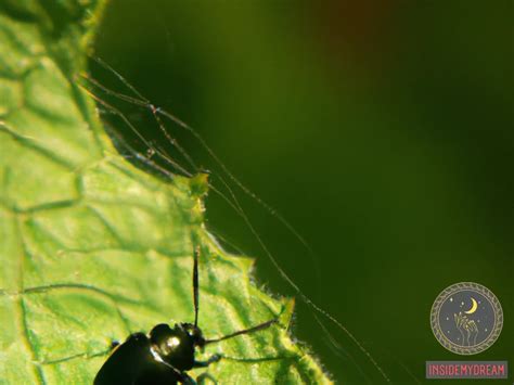 The Psychological Interpretation: Decoding Meaning Behind Beetles in Hair Dreams