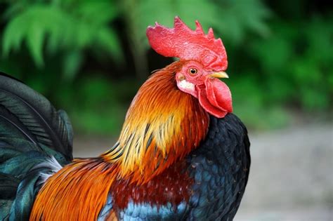 The Psychological Interpretation: The Significance of Pursuing the Cockerel