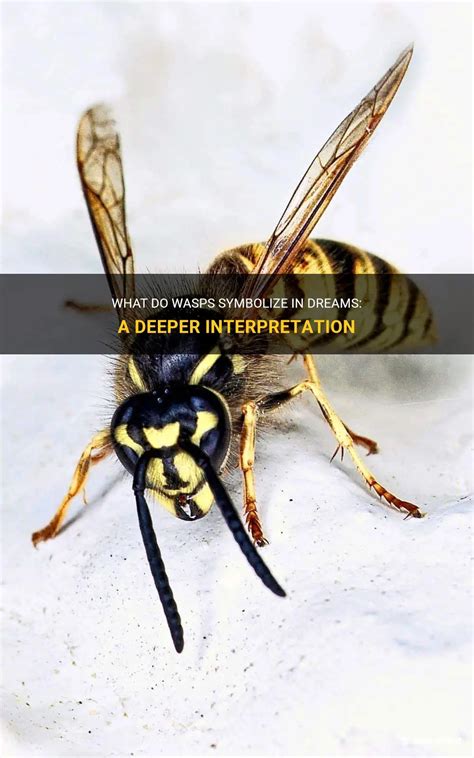 The Psychological Interpretation of Declining Wasps in Dreams