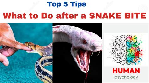 The Psychological Interpretation of Experiencing Snake Bites