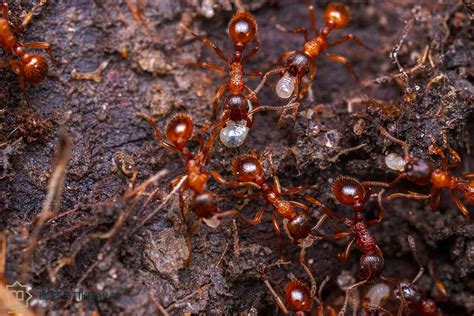 The Psychological Interpretation of Fire Ant Dreams