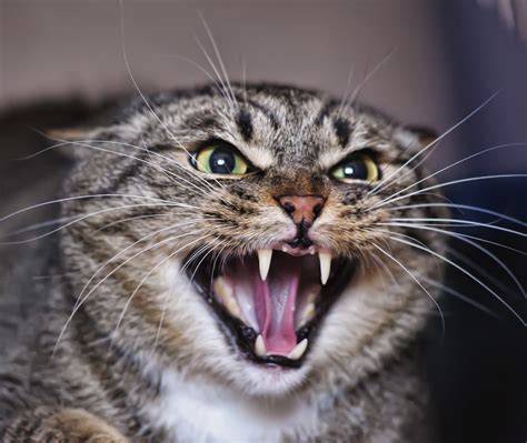 The Psychological Perspective: Revealing the Significance of Dreams Involving Feline Aggression