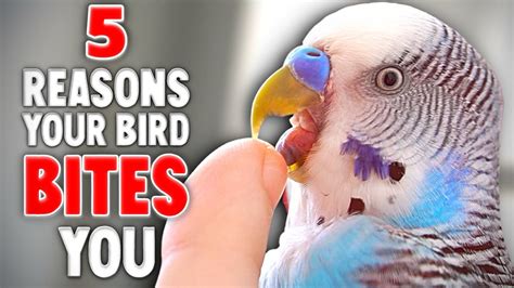 The Psychological Significance Behind Bird Bites in Dreamscapes