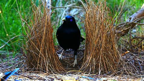 The Psychological Significance of Avian Courtship Fantasies