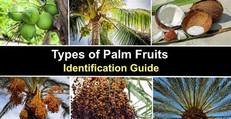 The Psychological Significance of Dreams Involving Descending Palm Tree Fruit