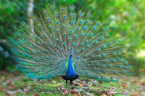 The Psychological Significance of Dreams Involving Peacock Bites