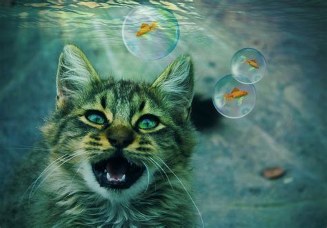 The Psychological Significance of Encounters with Aquatic Rodents in Dreams