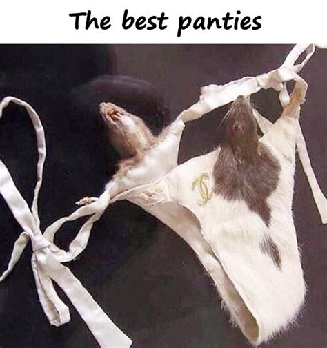 The Pursuit of the Ultimate Panty