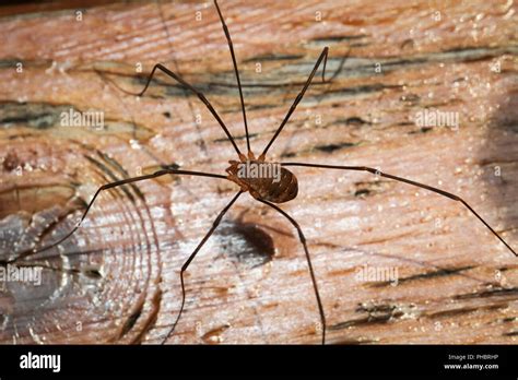 The Puzzling Nature of Harvestman Spiders
