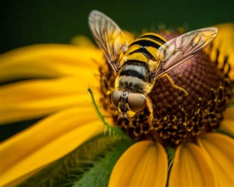 The Relationship Between Sunshine Blooms and Bliss: Exploring the Association of Yellow Blossoms with Joy in the Realm of Dream Analysis