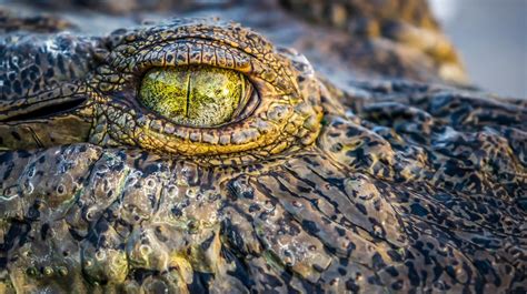 The Role of Ancient Mythology and Folklore: Crocodiles as Enigmatic Creatures
