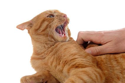 The Role of Instincts: Why Do Felines Engage in Sleep-Induced Aggression?