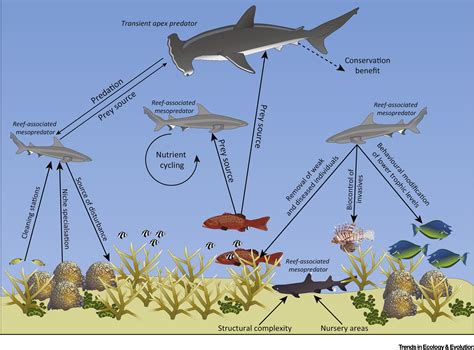 The Role of Shadow Prawns in Maintaining Ecosystem Balance