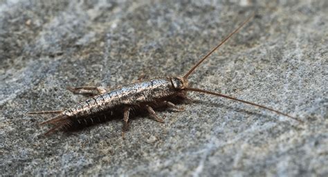 The Role of Silverfish in Folklore and Mythology: Ancient Beliefs and Superstitions
