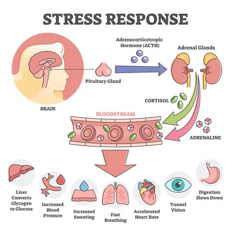 The Role of Stress and Anxiety