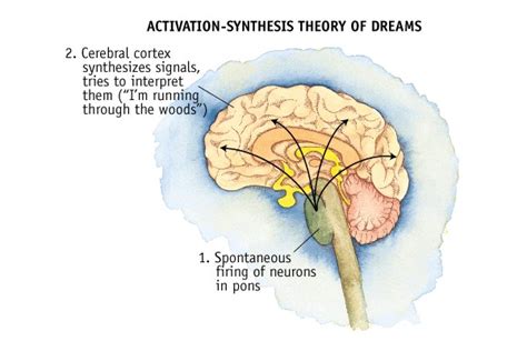 The Science Behind Dreams: How Our Brain Processes Discomfort in the Chest during Analysis of Dream Symbols