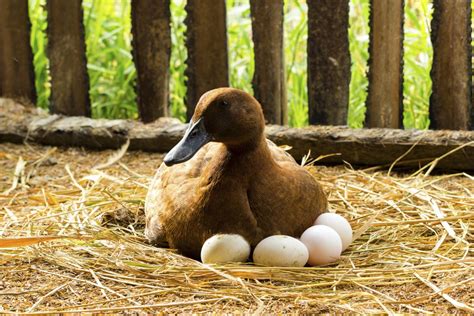 The Science Behind the Hatching Process of Duck Eggs: Unlocking the Enigma