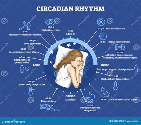 The Science of Dream-Weight: Understanding the Body's Natural Rhythms