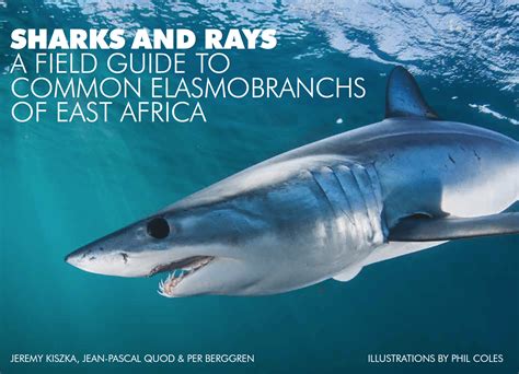 The Science of Dreams: How and Why Marine Vessels Infested with Predatory Elasmobranchs Emerge