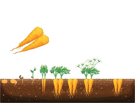 The Science of Enormous Carrot Growth