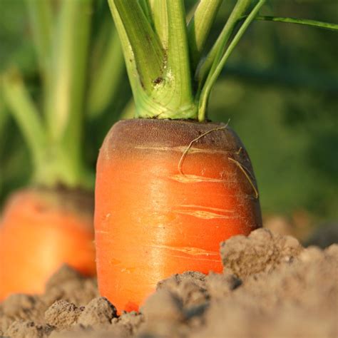 The Secret Ingredients for a Thriving Carrot Harvest