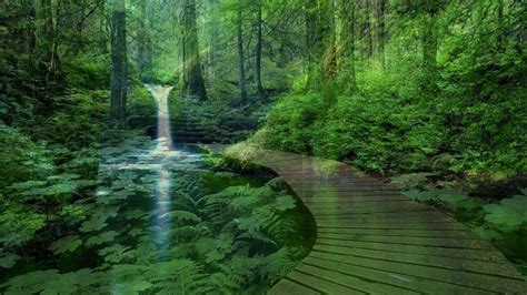 The Serene Magic of Nature: Exploring the Calmness of a Stream