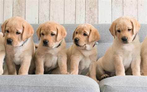 The Significance of Adequate Labrador Puppy Care