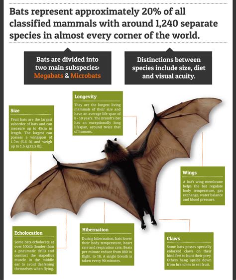 The Significance of Bats in Varied Cultures