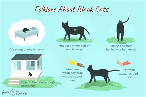 The Significance of Black Cats in Superstitions and Folklore