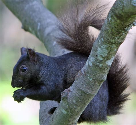 The Significance of Black Squirrels in Folklore and Mythology