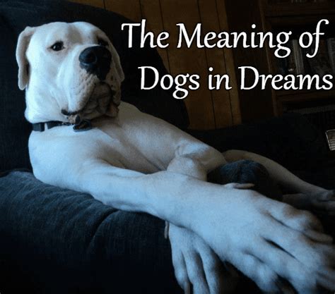 The Significance of Canines Giving Life in Dreams