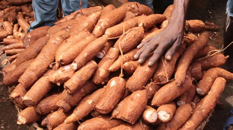 The Significance of Cassava in Agriculture