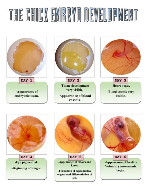 The Significance of Chicken Embryo Dreams in Diverse Cultures