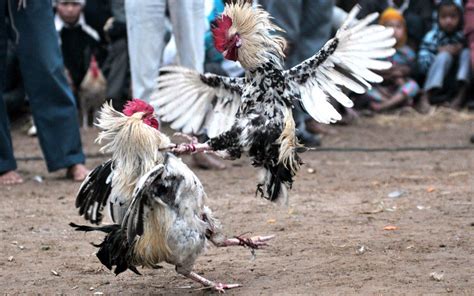 The Significance of Chicken Fights in Various Cultural Contexts