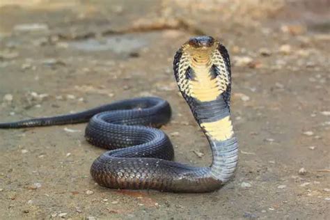 The Significance of Cobras in Various Cultural Traditions