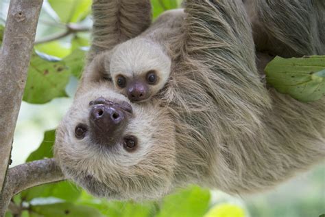 The Significance of Conservation Efforts for Infant Sloth Populations