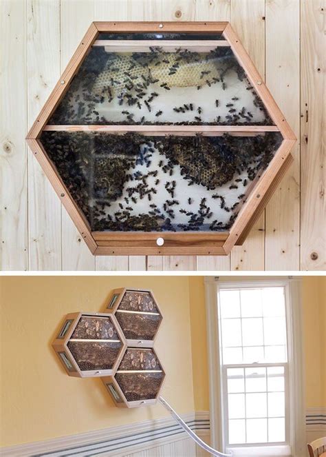 The Significance of Discovering a Beehive Inside Your Home