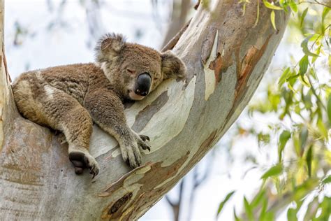 The Significance of Dreaming About Getting Bitten by a Koala
