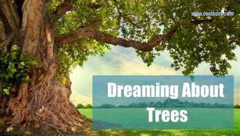 The Significance of Dreaming about Colliding with a Tree