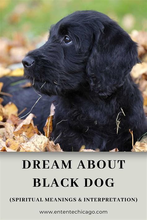 The Significance of Dreams Featuring a Dark Canine