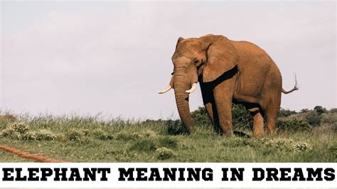 The Significance of Dreams Involving Aggressive Elephants