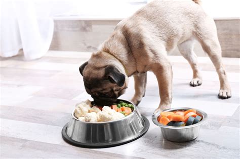 The Significance of Dreams Involving Consumption of Canine Nutrition