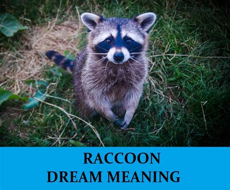 The Significance of Dreams featuring Young Raccoons