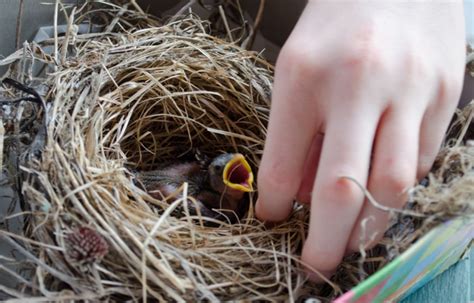 The Significance of Emerging Nestlings: A Potent Representation of Fresh Starts