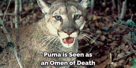 The Significance of Encountering a Powerful Ebony Puma in Dreamscapes