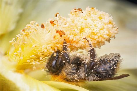 The Significance of Hues in Fascinating Pollinators